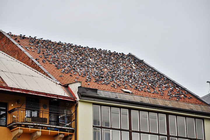 A2B Pest Control are able to install spikes to deter birds from roofs in St Helier. 