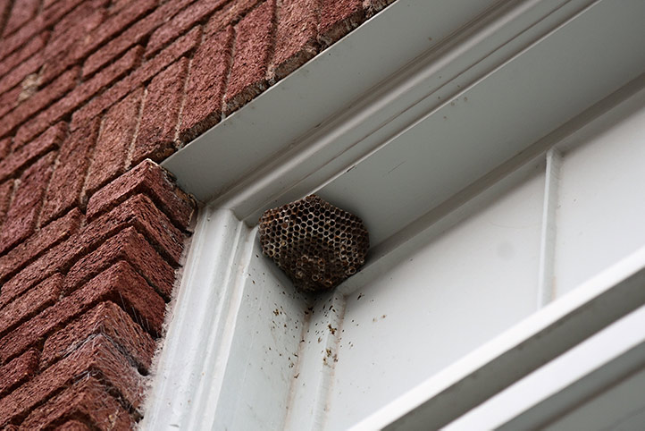 We provide a wasp nest removal service for domestic and commercial properties in St Helier.